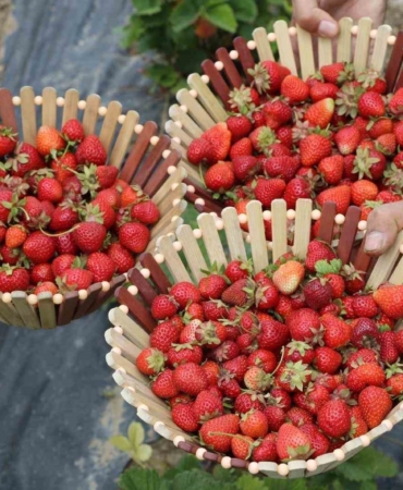 agri-tariminda-devrim-cilek-yetistiriciligi-hizla-gelisiyor-SQB64wxp.jpg
