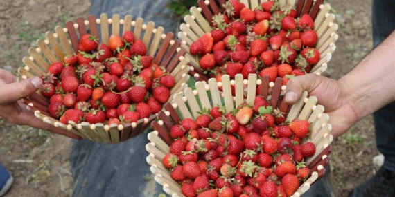 Ağrı Tarımında Devrim: Çilek Yetiştiriciliği Hızla Gelişiyor Ağrı Tarımında Devrim: Çilek Yetiştiriciliği Hızla Gelişiyor