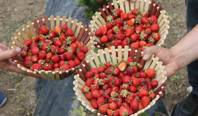 agri-tariminda-devrim-cilek-yetistiriciligi-hizla-gelisiyor-SQB64wxp.jpg