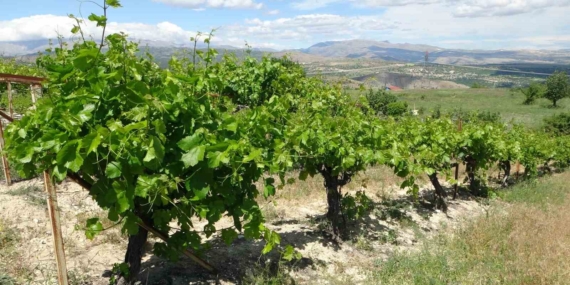 Arapgir'de Bağlardan Üzüm Yerine Yaprak Hasadı Yapılıyor Arapgir’de Bağlardan Üzüm Yerine Yaprak Hasadı Yapılıyor