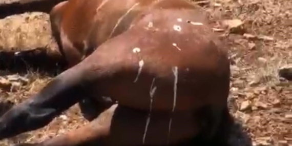 Batman’da 7 Yaban Atının Silah ile Öldürüldüğü İddiası: Doğa Koruma Mücadelesi