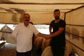 batmanda-kurbanlik-satislarinda-rekor-yogunluk-devam-ediyor-mqTctzeI.jpg