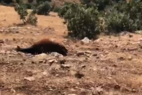 batmanda-yabani-yilki-ati-olumleri-artis-gosterdi-7ye-ulasti-jc2BnI5w.jpg