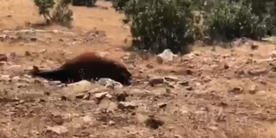 Batman’da Yabani Yılkı Atı Ölümleri Artış Gösterdi: 7’ye Ulaştı