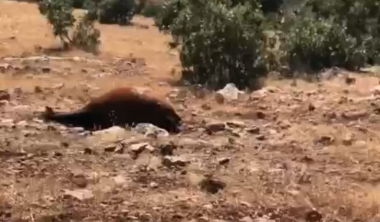 batmanda-yabani-yilki-ati-olumleri-artis-gosterdi-7ye-ulasti-jc2BnI5w.jpg