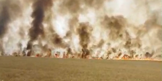 Biçerdöver Patozunda Yangın: Biçilmemiş Buğday Kül Oldu Biçerdöver Patozunda Yangın: Biçilmemiş Buğday Kül Oldu