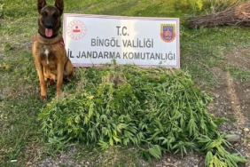 bingolde-4-gunde-14-bin-933-kok-kenevirin-ele-gecirilmesi-sok-edici-detaylar-nQVi4MhV.jpg