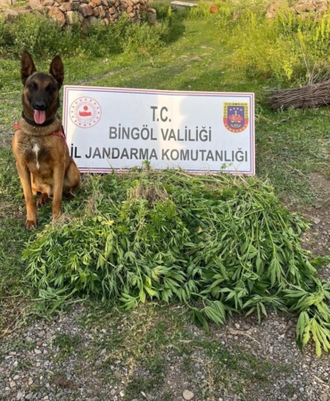 bingolde-4-gunde-14-bin-933-kok-kenevirin-ele-gecirilmesi-sok-edici-detaylar-nQVi4MhV.jpg