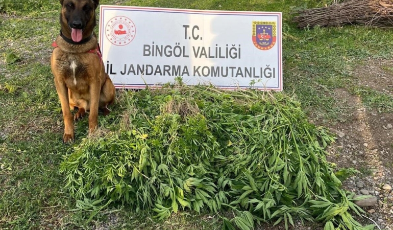 bingolde-4-gunde-14-bin-933-kok-kenevirin-ele-gecirilmesi-sok-edici-detaylar-nQVi4MhV.jpg