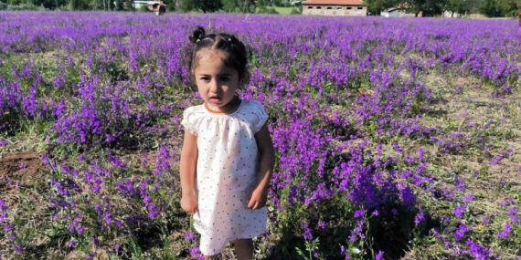 Büyüleyici Mor Renkli Yabani Otlar: Görsel Bir Şölen Büyüleyici Mor Renkli Yabani Otlar: Görsel Bir Şölen