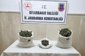 diyarbakirda-22-bin-kok-kenevir-ve-12-kilo-esrar-yakalandi-KF3GyCie.jpg