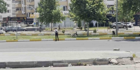 Diyarbakır'da Sürü Halinde Gezen Köpekler Vatandaşları Tedirgin Etti Diyarbakır’da Sürü Halinde Gezen Köpekler Vatandaşları Tedirgin Etti