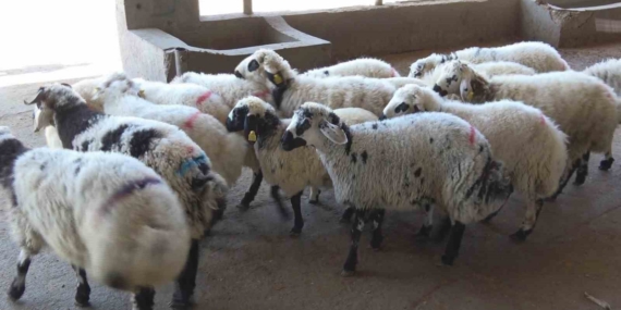 Diyarbakırlı Kasaptan Önemli Uyarı: “Kasaplık Belgesi Olmayan Bıçakları Alıp Çıkmayın!”