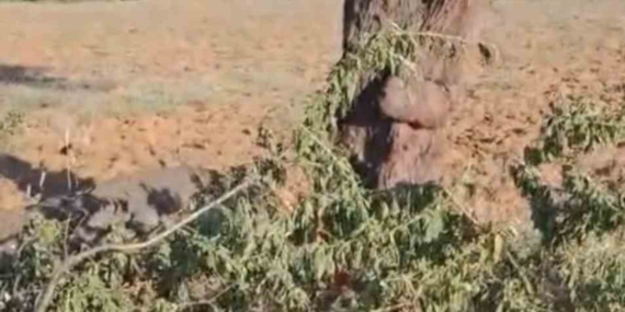 Elazığ'da Fırtına Ağaçları İkiye Bölerek Korkuttu Elazığ’da Fırtına Ağaçları İkiye Bölerek Korkuttu