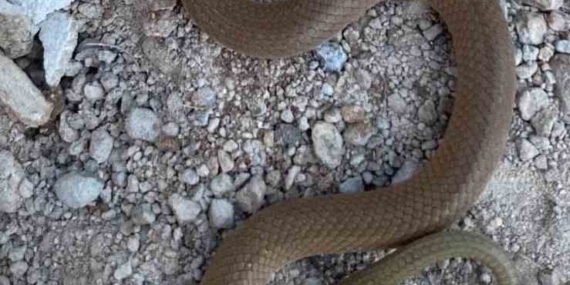 Elazığ'da Nadir Görülen Endemik Kırbaç Yılanı Keşfedildi Elazığ’da Nadir Görülen Endemik Kırbaç Yılanı Keşfedildi