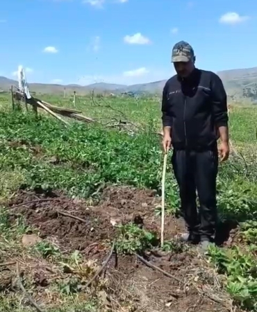 elazigli-ciftci-cilek-bahcesini-mahveden-domuzlara-tepki-gosterdi-mMDHn778.jpg