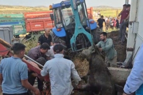 foseptik-cukuruna-dusen-boga-kurtarildi-ilginc-bir-kurtarma-hikayesi-py8Hs6Th.jpg
