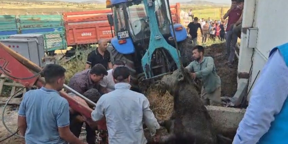 Foseptik Çukuruna Düşen Boğa Kurtarıldı: İlginç Bir Kurtarma Hikayesi Foseptik Çukuruna Düşen Boğa Kurtarıldı: İlginç Bir Kurtarma Hikayesi