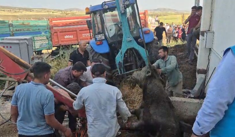 foseptik-cukuruna-dusen-boga-kurtarildi-ilginc-bir-kurtarma-hikayesi-py8Hs6Th.jpg