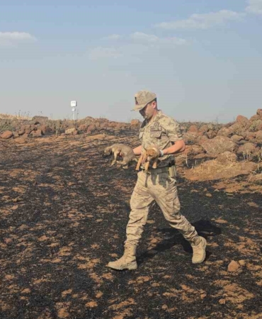 gaziantepte-aniz-yangininda-mahsur-kalan-kopekler-jandarma-tarafindan-kurtarildi-BuAuLOXN.jpg