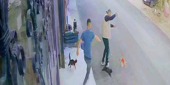 Güvenlik Kamerasında Kaydedilen Çılgın Kedilerin Saldırısı Güvenlik Kamerasında Kaydedilen Çılgın Kedilerin Saldırısı