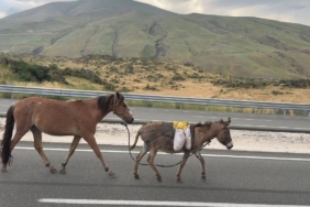 igdirda-suruden-ayrilan-at-ve-esek-trafik-guvenligini-tehdit-ediyor-wJPhnQgH.jpg