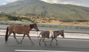 igdirda-suruden-ayrilan-at-ve-esek-trafik-guvenligini-tehdit-ediyor-wJPhnQgH.jpg
