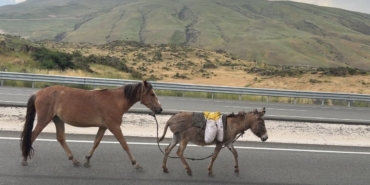 igdirda-suruden-ayrilan-at-ve-esek-trafik-guvenligini-tehdit-ediyor-wJPhnQgH.jpg