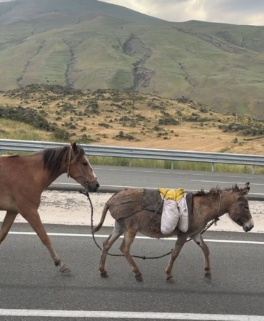 igdirda-suruden-ayrilan-at-ve-esek-trafik-guvenligini-tehdit-ediyor-wJPhnQgH.jpg