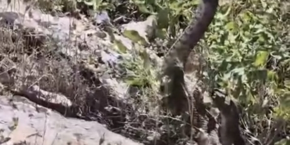 Kamerayla Yakalanan Yılanın Beklenmedik Saldırısı Kamerayla Yakalanan Yılanın Beklenmedik Saldırısı