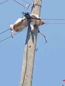 karsta-elektrik-direginden-kurtarilan-kedinin-hikayesi-WVDmCKZx.jpg