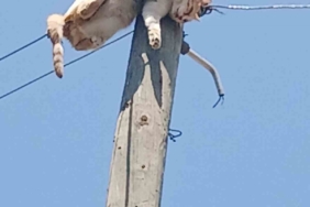 karsta-elektrik-direginden-kurtarilan-kedinin-hikayesi-WVDmCKZx.jpg
