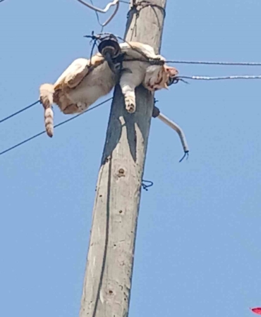 karsta-elektrik-direginden-kurtarilan-kedinin-hikayesi-WVDmCKZx.jpg