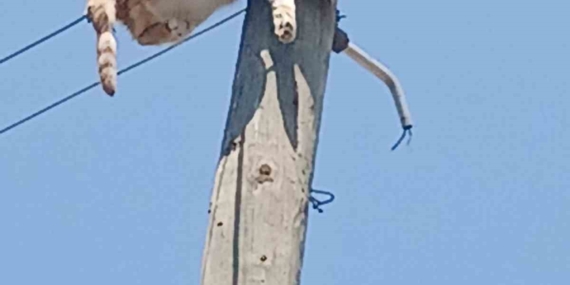 Kars'ta Elektrik Direğinden Kurtarılan Kedinin Hikayesi Kars’ta Elektrik Direğinden Kurtarılan Kedinin Hikayesi