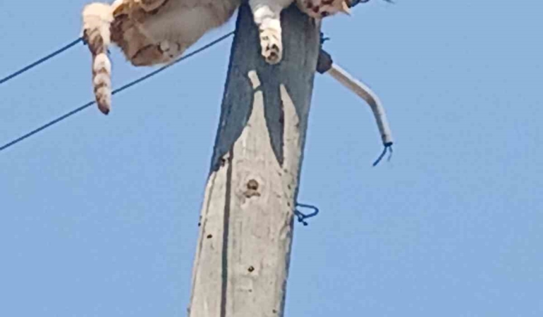 karsta-elektrik-direginden-kurtarilan-kedinin-hikayesi-WVDmCKZx.jpg