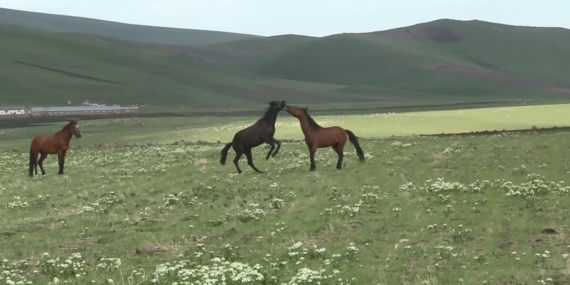 Kars'ta Yılkı Atlarının Heyecan Verici Güreşi Kameralara Yansıdı Kars’ta Yılkı Atlarının Heyecan Verici Güreşi Kameralara Yansıdı