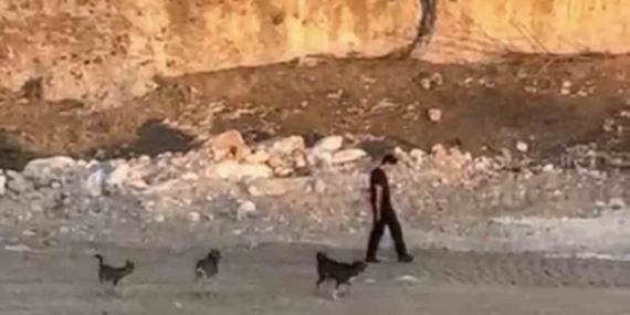 Köpek Saldırısına Rağmen Cesurca İlerlemek Köpek Saldırısına Rağmen Cesurca İlerlemek