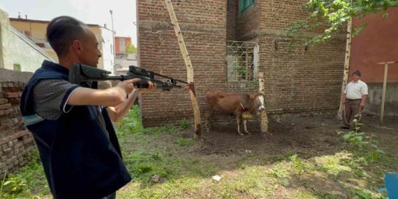 Kurban Timi, Kaçan Düveyi Başarıyla Yakaladı Kurban Timi, Kaçan Düveyi Başarıyla Yakaladı