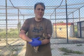 Kurtlar ve Köpeklerin Genetik Akrabalığı Üzerine Derinlemesine Bir İnceleme kurtlar-ve-kopeklerin-genetik-akrabaligi-uzerine-derinlemesine-bir-inceleme-h2YADgGX.jpg