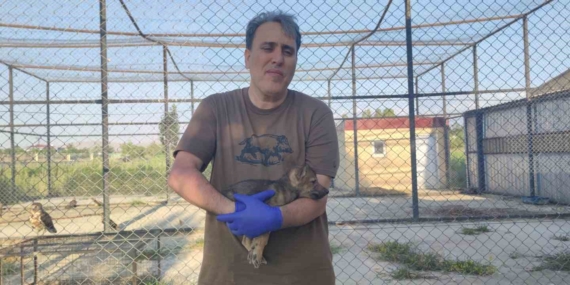 Kurtlar ve Köpeklerin Genetik Akrabalığı Üzerine Derinlemesine Bir İnceleme Kurtlar ve Köpeklerin Genetik Akrabalığı Üzerine Derinlemesine Bir İnceleme