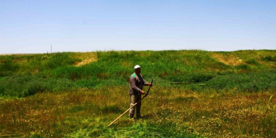 Malazgirt'te Tırpanın Efsanevi Son Ustası Malazgirt’te Tırpanın Efsanevi Son Ustası