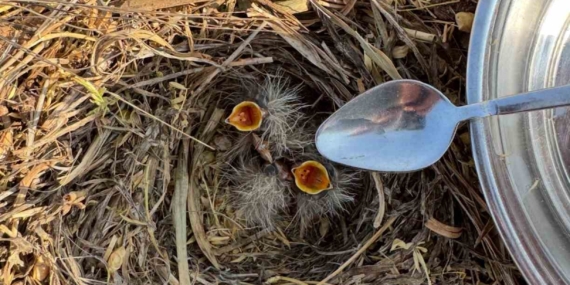 Mercimek Tarlasında Bulduğu Kuş Yavrularına Şefkatle Su Veren Genç Mercimek Tarlasında Bulduğu Kuş Yavrularına Şefkatle Su Veren Genç