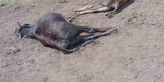 Oltu'da Yıldırım Düşmesiyle 4 Büyükbaş Hayvan Telef Oldu: Doğanın Sert Yüzü Oltu’da Yıldırım Düşmesiyle 4 Büyükbaş Hayvan Telef Oldu: Doğanın Sert Yüzü