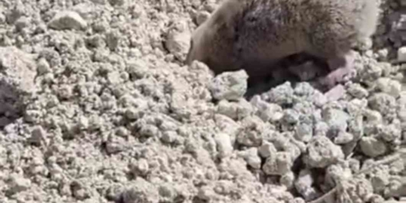 Toprağı Eşeleyip Aniden Kaybolan Gizemli Olay Toprağı Eşeleyip Aniden Kaybolan Gizemli Olay