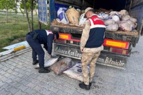 vanda-19-ton-200-kilo-essiz-inci-kefali-baligi-yakalandi-YHkHO11a.jpg