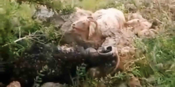 Yüksekova'da Yıldırım Düşmesi: 8 Koyun Telef Oldu, Çoban Yaralı Yüksekova’da Yıldırım Düşmesi: 8 Koyun Telef Oldu, Çoban Yaralı