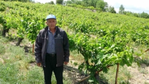 zirai-donun-etkiledigi-tescilli-kohnu-uzumde-umutlar-yapraklarda-yeseriyor-vCQCJIpk.jpg