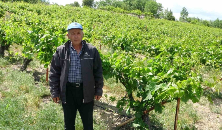 zirai-donun-etkiledigi-tescilli-kohnu-uzumde-umutlar-yapraklarda-yeseriyor-vCQCJIpk.jpg