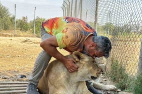 12-yildir-aslanlara-besleme-ile-vahsi-hayvanlara-olan-sevgisini-surduren-kisinin-hikayesi-wz1Q4Rbb.jpg