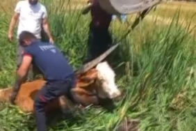 bataklikta-mahsur-kalan-iki-buyukbas-hayvan-itfaiye-ekibi-tarafindan-kurtarildi-zl3UFuuF.jpg